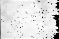 Birds overhead, Jasna Gora